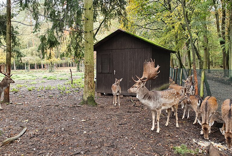 Spandauer Forst Wildgehege